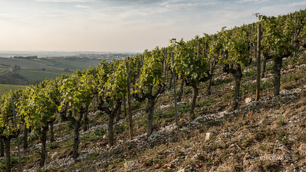 Agrapart & Fils — Champagne producer profile image.