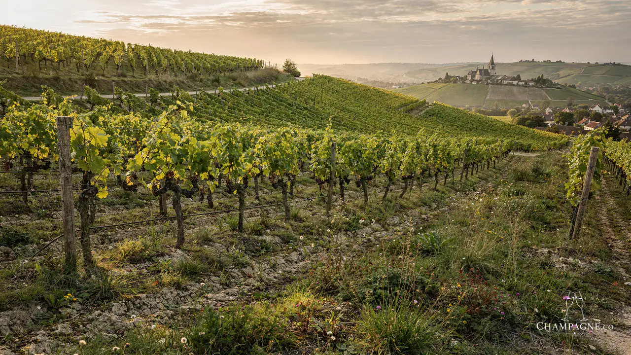 Antoine Bouvet — Champagne producer profile image.