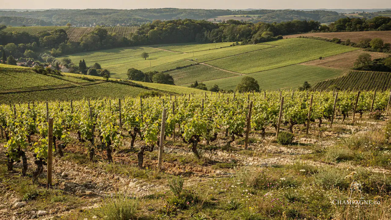 Aspasie / Ariston Fils — Champagne producer profile image.