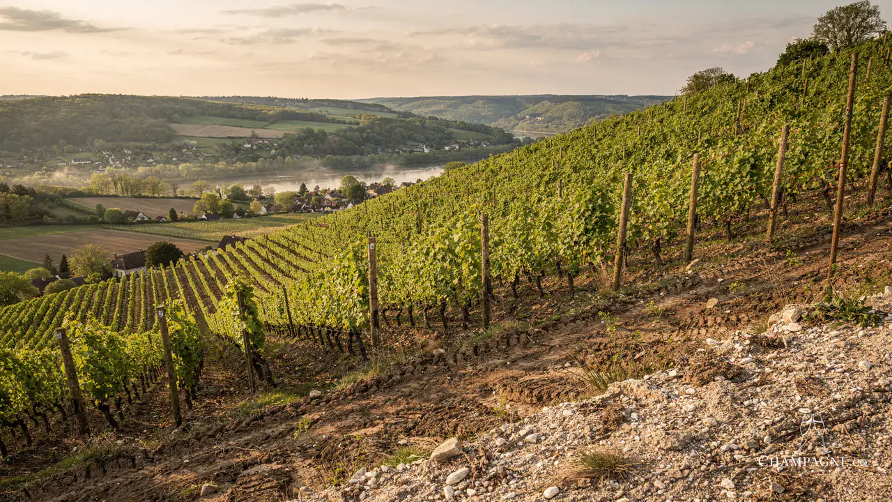 Brocard — Champagne producer profile image.