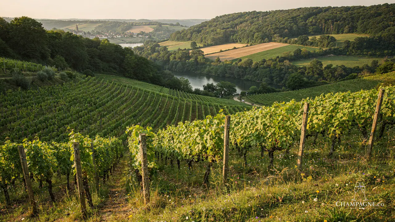 C.H. Piconnet — Champagne producer profile image.