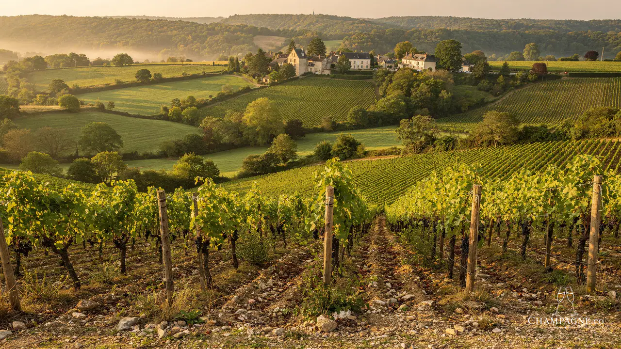 Chanoine Frères — Champagne producer profile image.