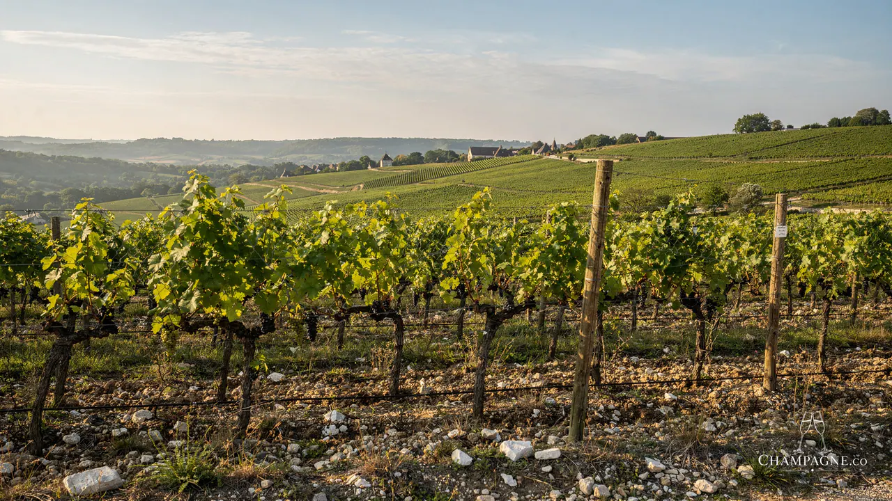 Charles Heidsieck — Champagne producer profile image.