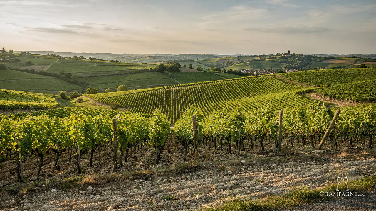Charles Lafitte — Champagne producer profile image.