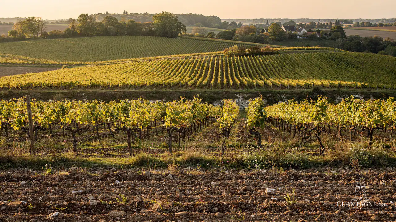 Chartogne-Taillet — Champagne producer profile image.