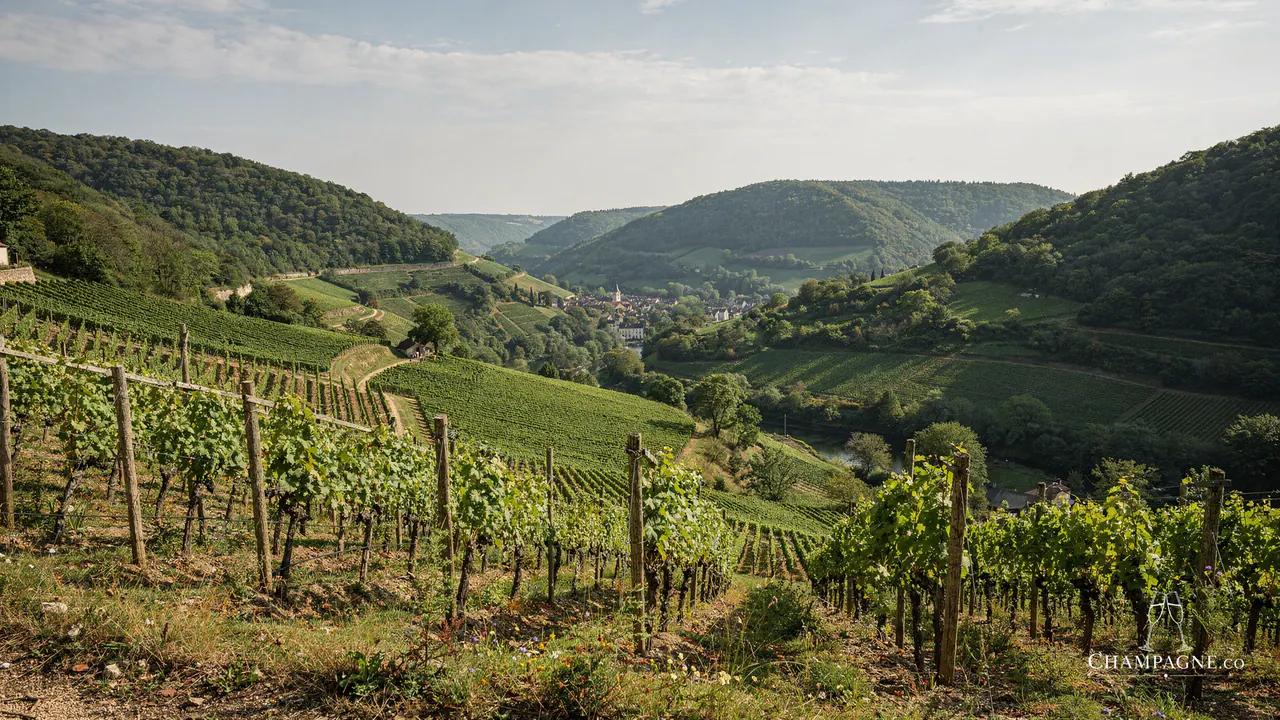 Chassenay d’Arce — Champagne producer profile image.