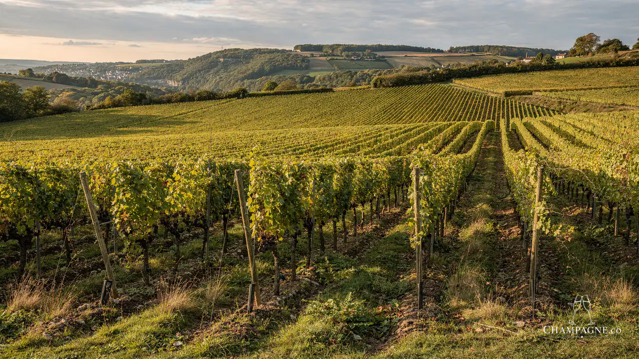 Chaudron — Champagne producer profile image.