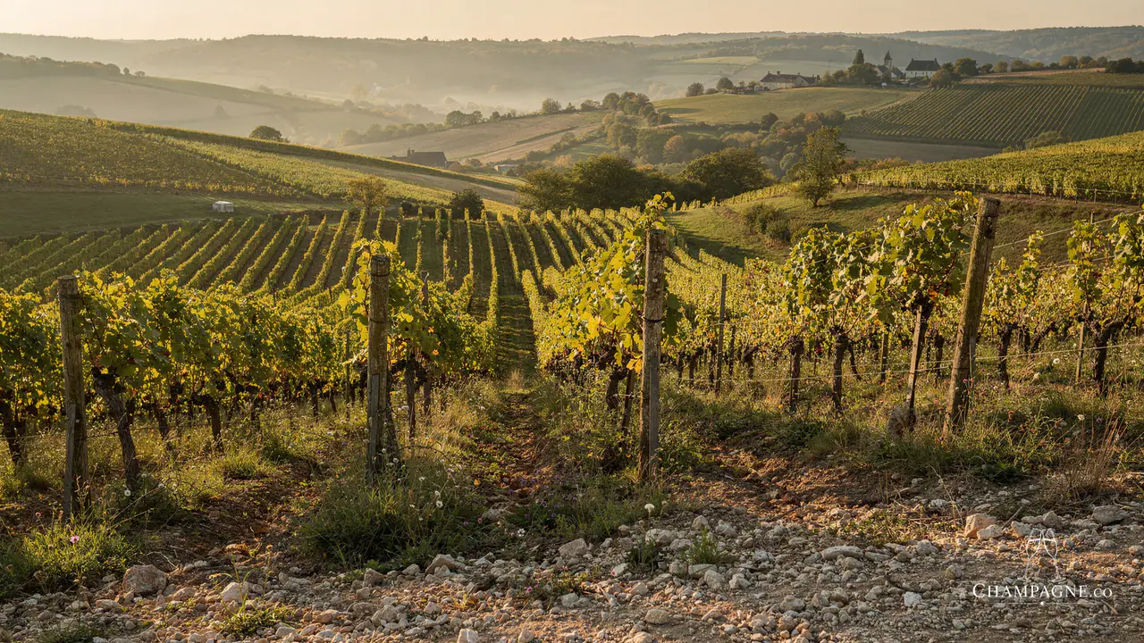 Christian Etienne — Champagne producer profile image.