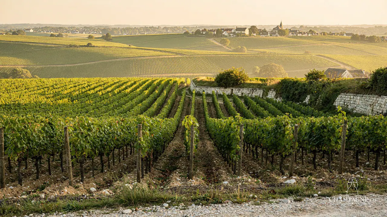 Claude Cazals — Champagne producer profile image.
