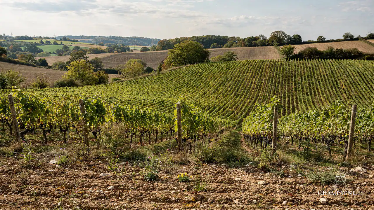 Coessens — Champagne producer profile image.