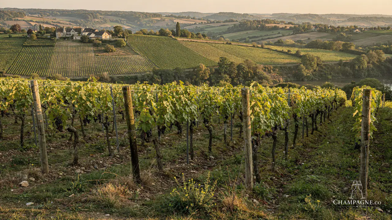 Collard-Picard — Champagne producer profile image.