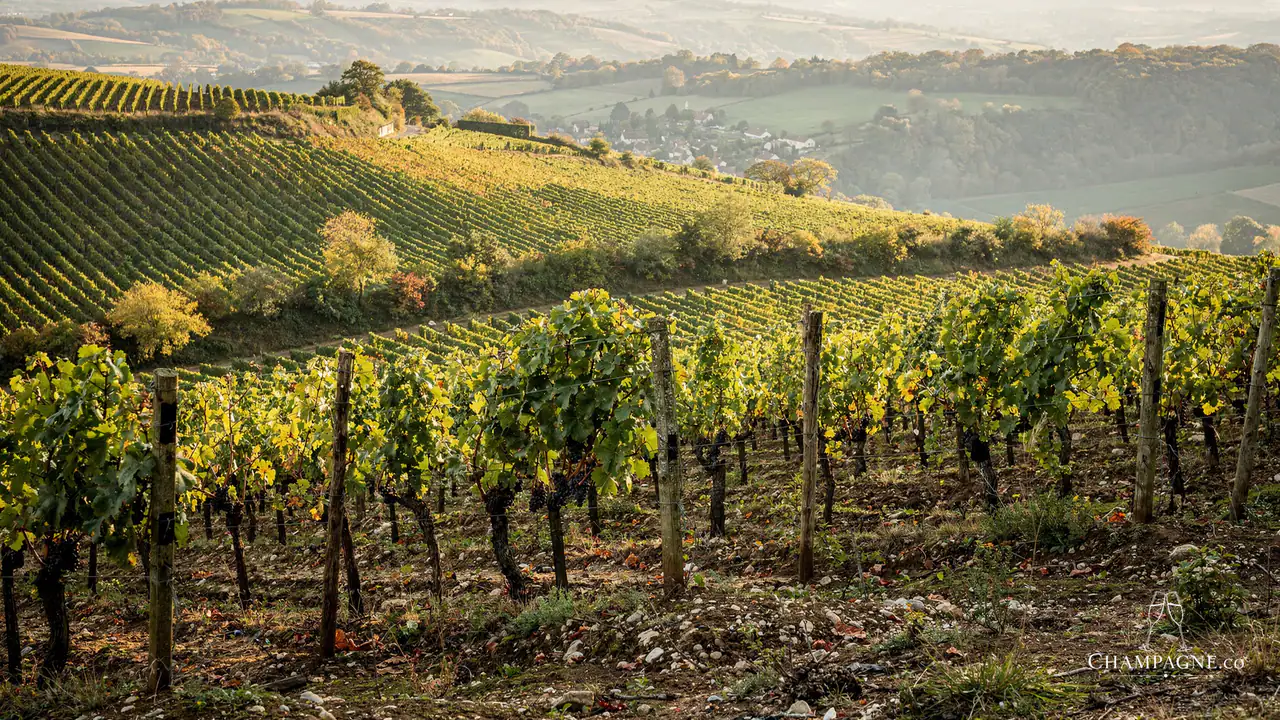 Collery — Champagne producer profile image.