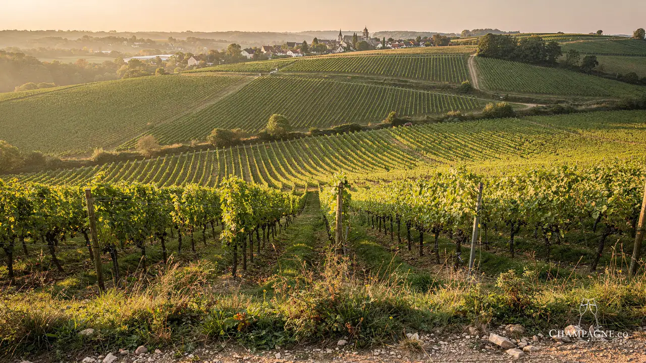 Collet — Champagne producer profile image.