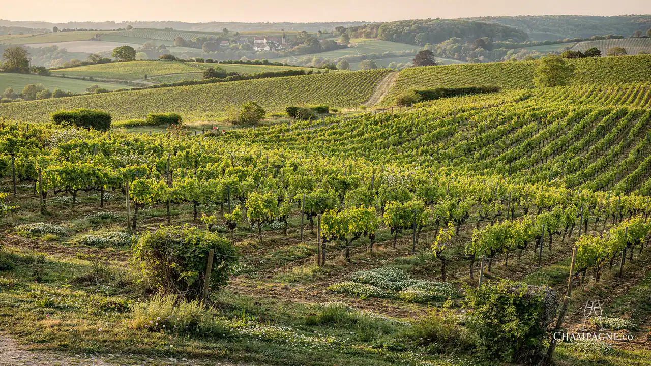 Cristian Senez — Champagne producer profile image.