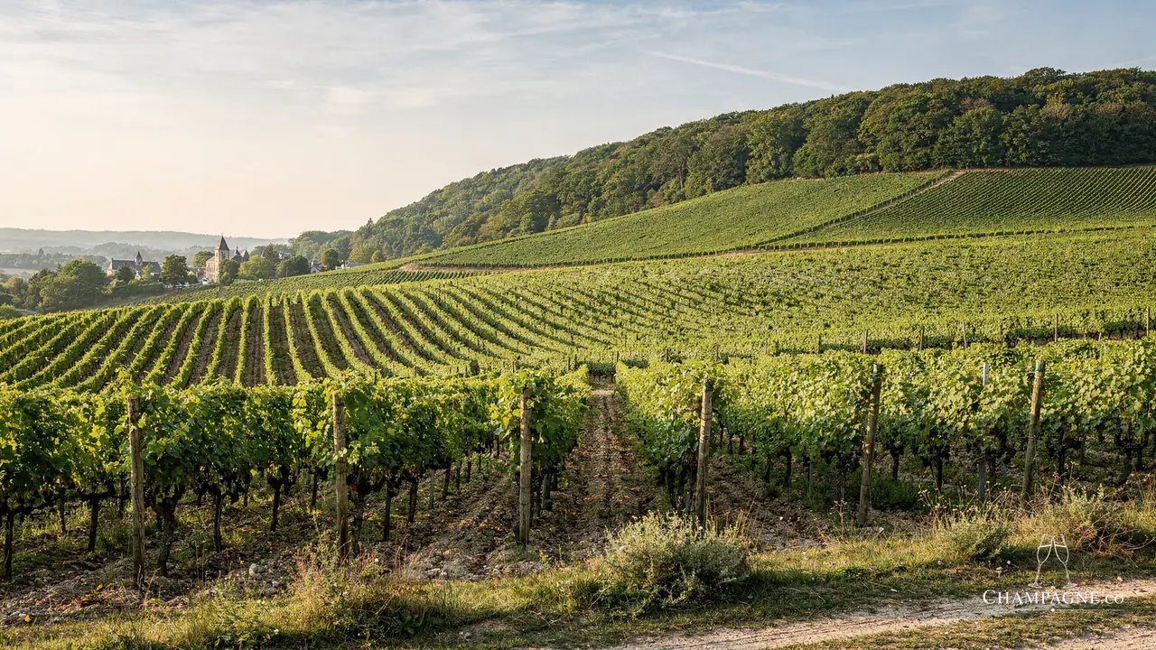 Cuperly — Champagne producer profile image.