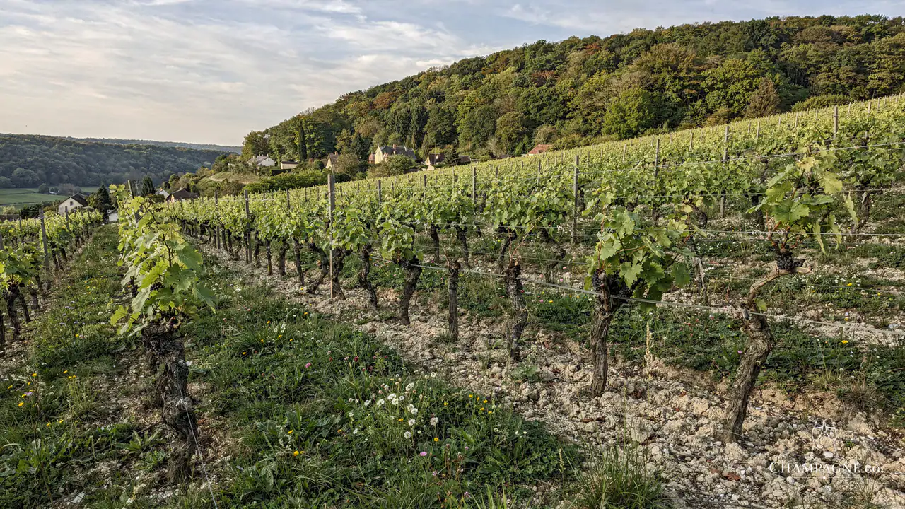 David Léclapart — Champagne producer profile image.