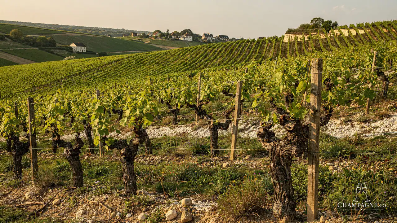de Sousa & Fils — Champagne producer profile image.