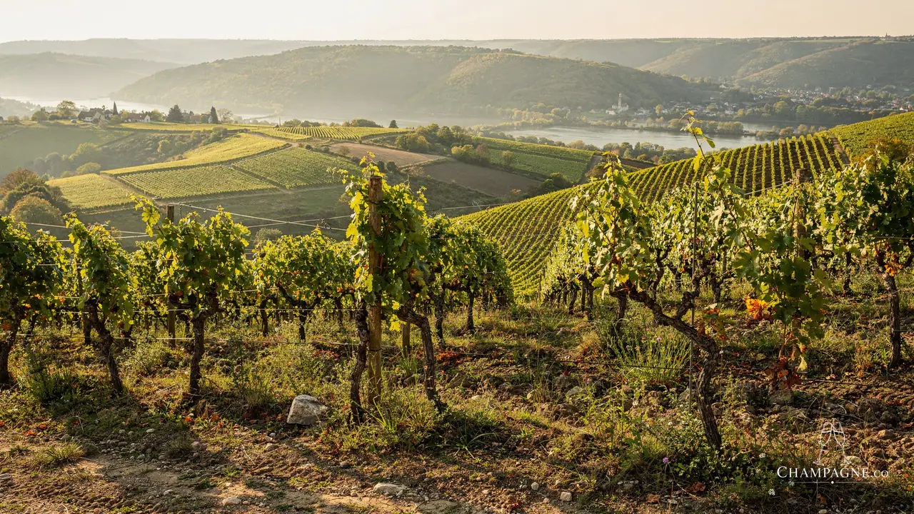 Dehours & Fils — Champagne producer profile image.