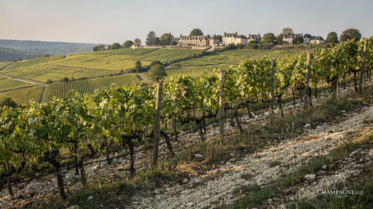 Dhondt-Grellet — Champagne producer profile image.
