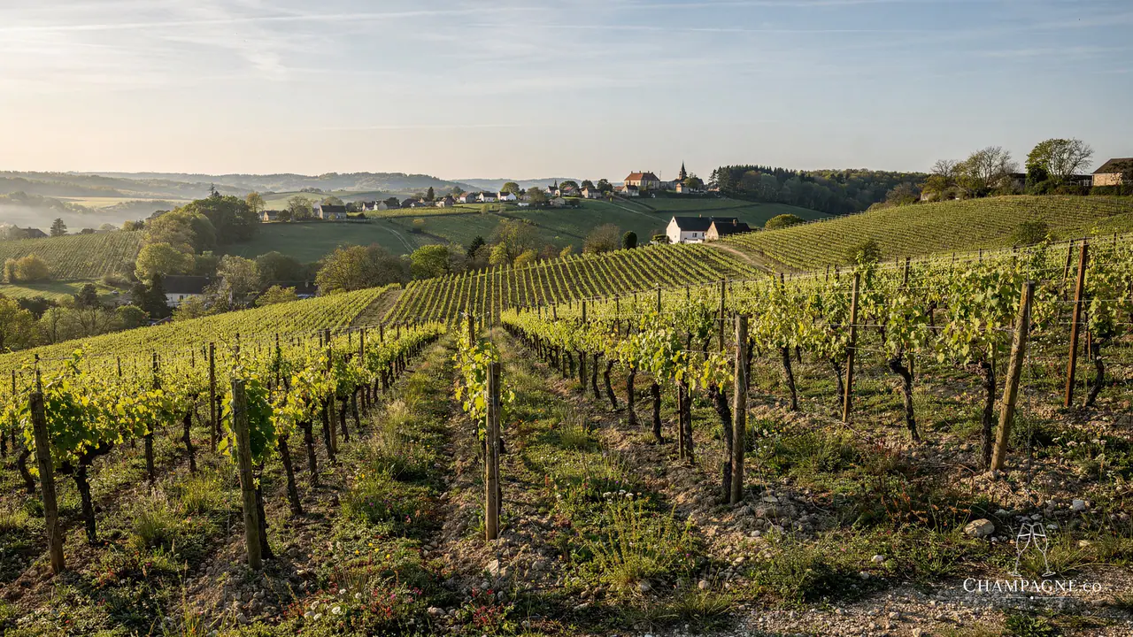 Diebolt-Vallois — Champagne producer profile image.