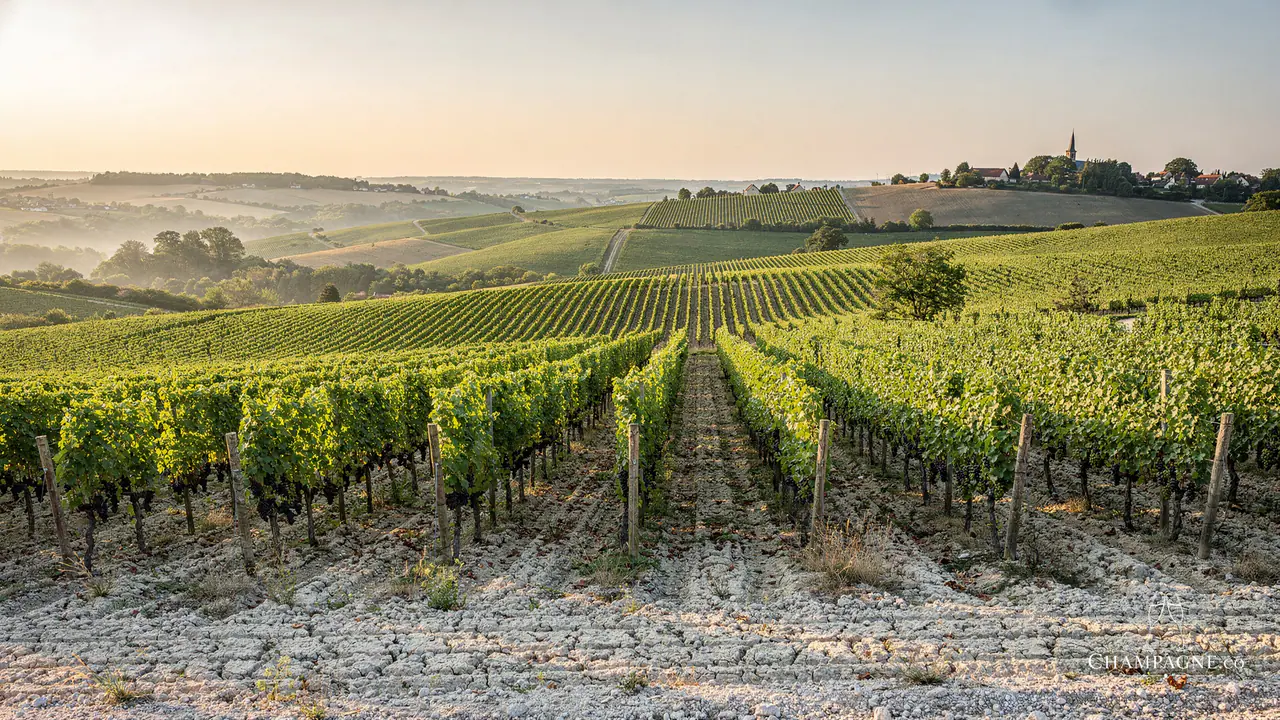 Dom Pérignon — Champagne producer profile image.