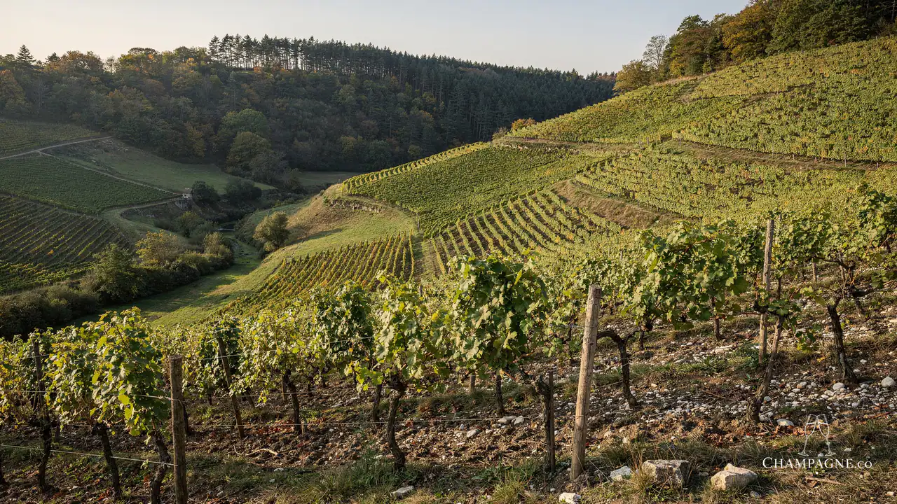 Domaine Alexandre Bonnet — Champagne producer profile image.