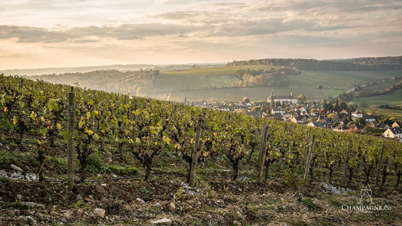 Domaine B. Girardin — Champagne producer profile image.