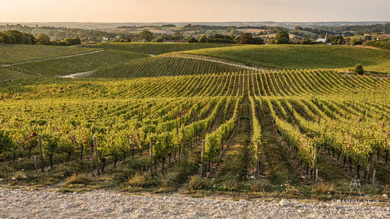 Domaine Collet (René Collet) — Champagne producer profile image.