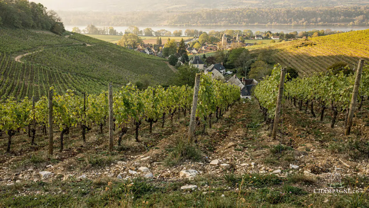 Domaine de Bichery — Champagne producer profile image.