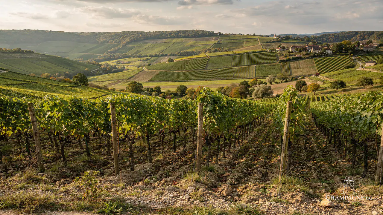 Domaine La Borderie — Champagne producer profile image.