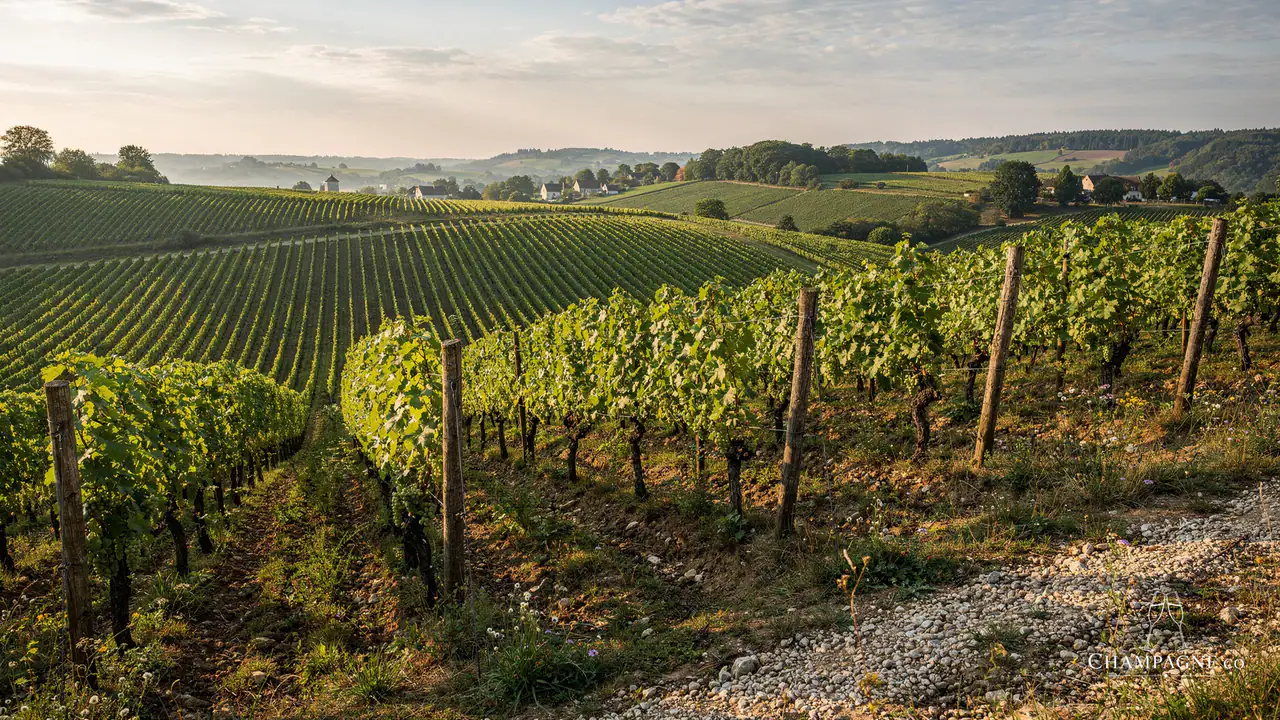 Domaine Méa — Champagne producer profile image.