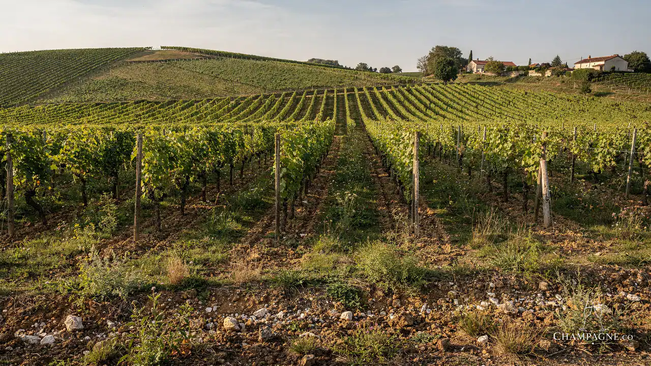 Domaine Vincey — Champagne producer profile image.