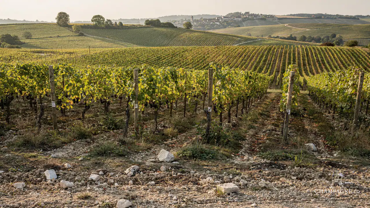 Dosnon — Champagne producer profile image.