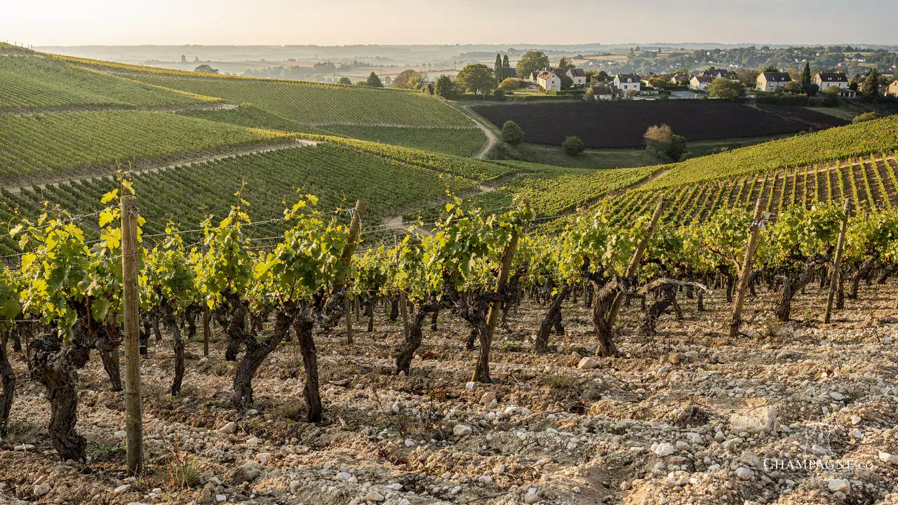 Doyard — Champagne producer profile image.