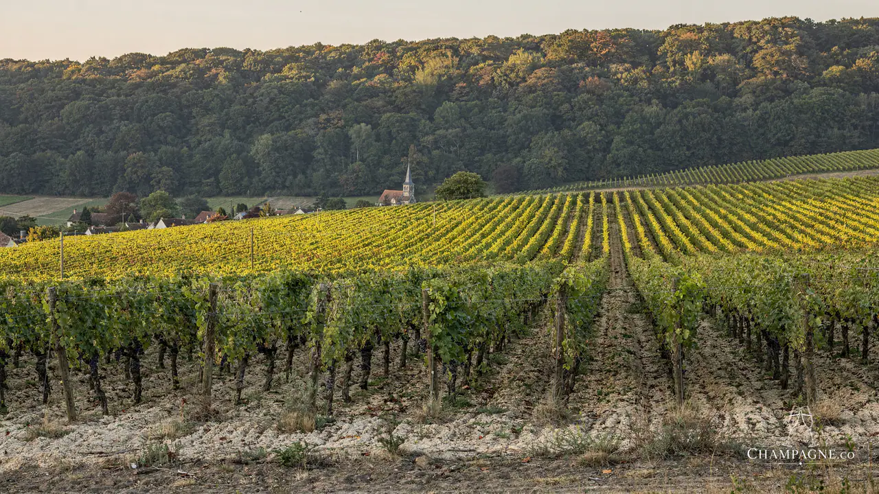 Dumenil — Champagne producer profile image.