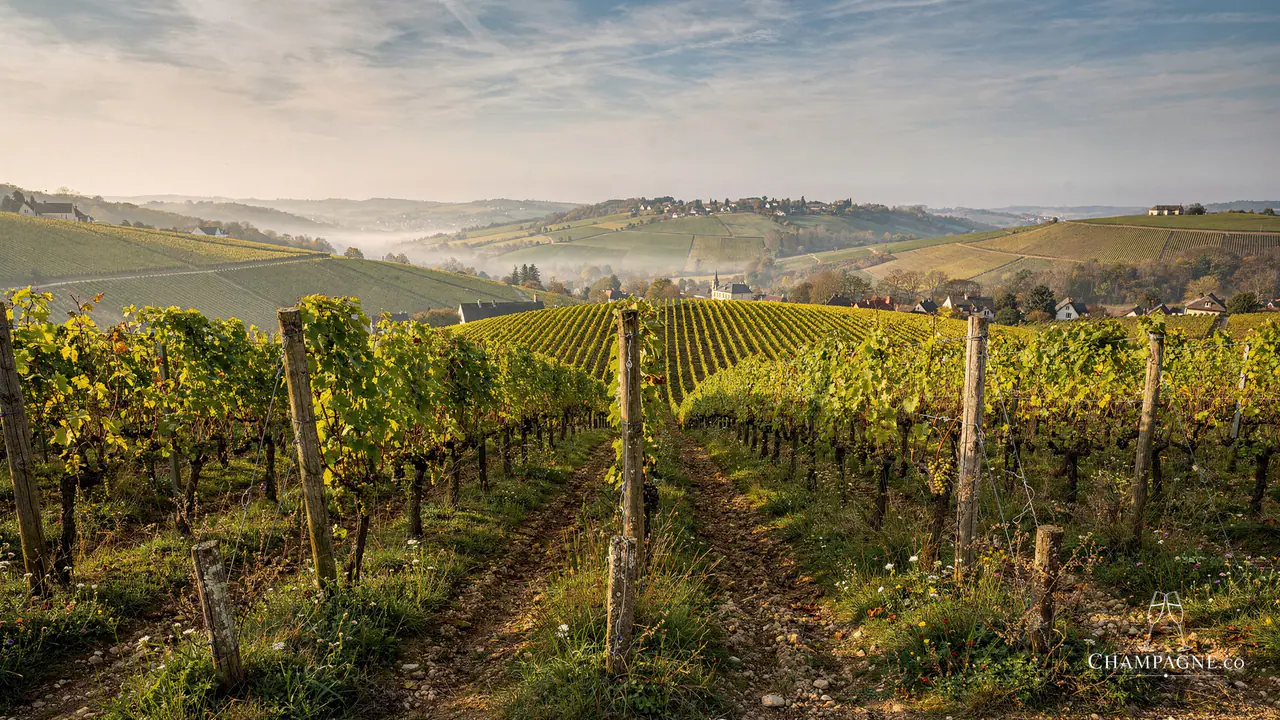 Edmond Barnaut — Champagne producer profile image.