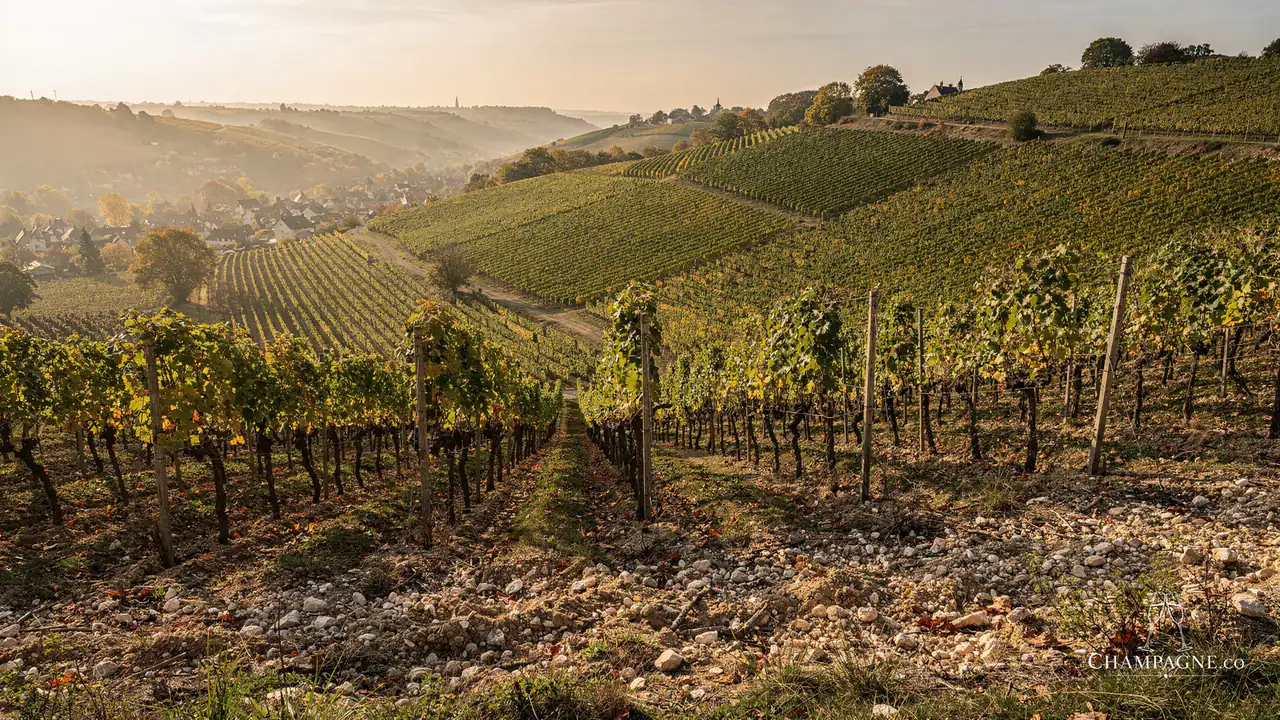 Edouard Brun & C° — Champagne producer profile image.