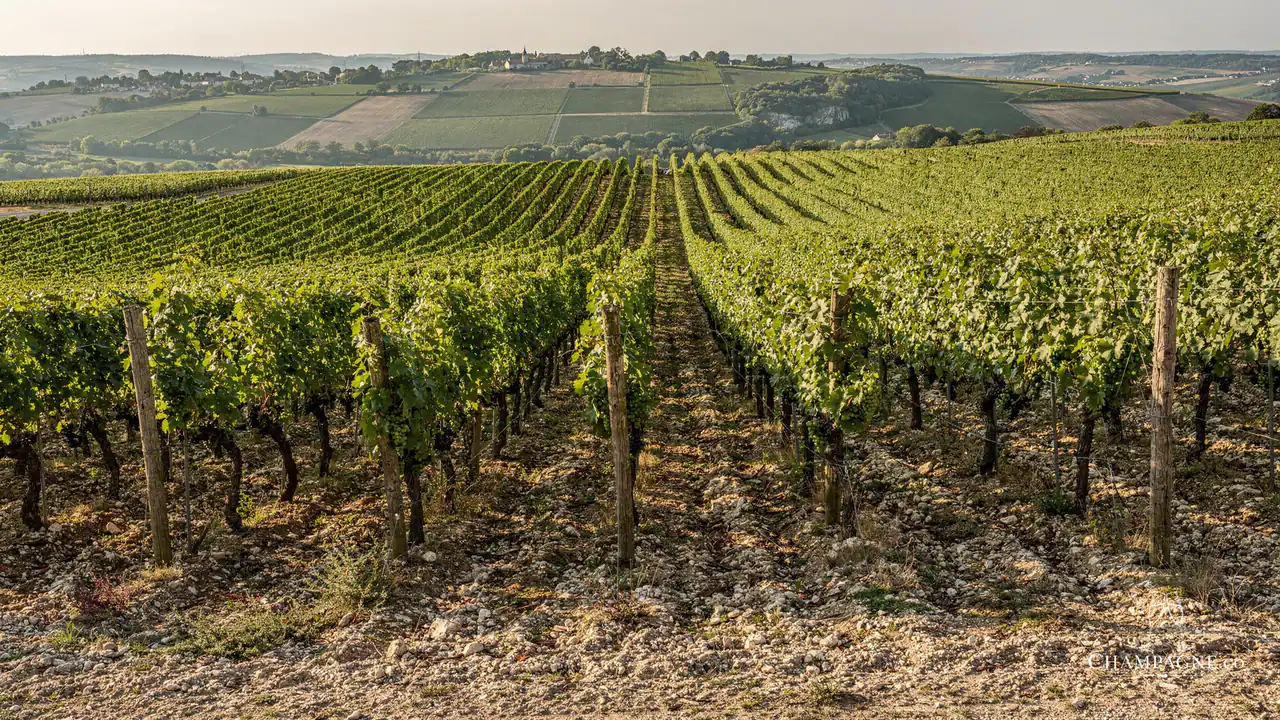 Egly-Ouriet — Champagne producer profile image.