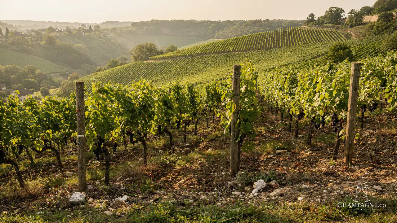 Émilien Allouchery — Champagne producer profile image.