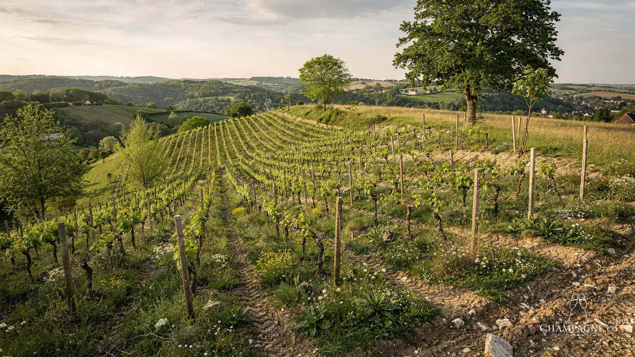 Émilien Feneuil — Champagne producer profile image.
