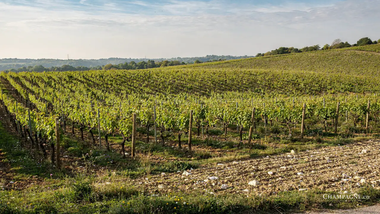 Éric Rodez — Champagne producer profile image.