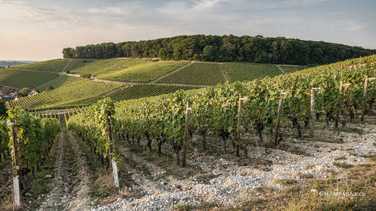 Eugène Ralle — Champagne producer profile image.