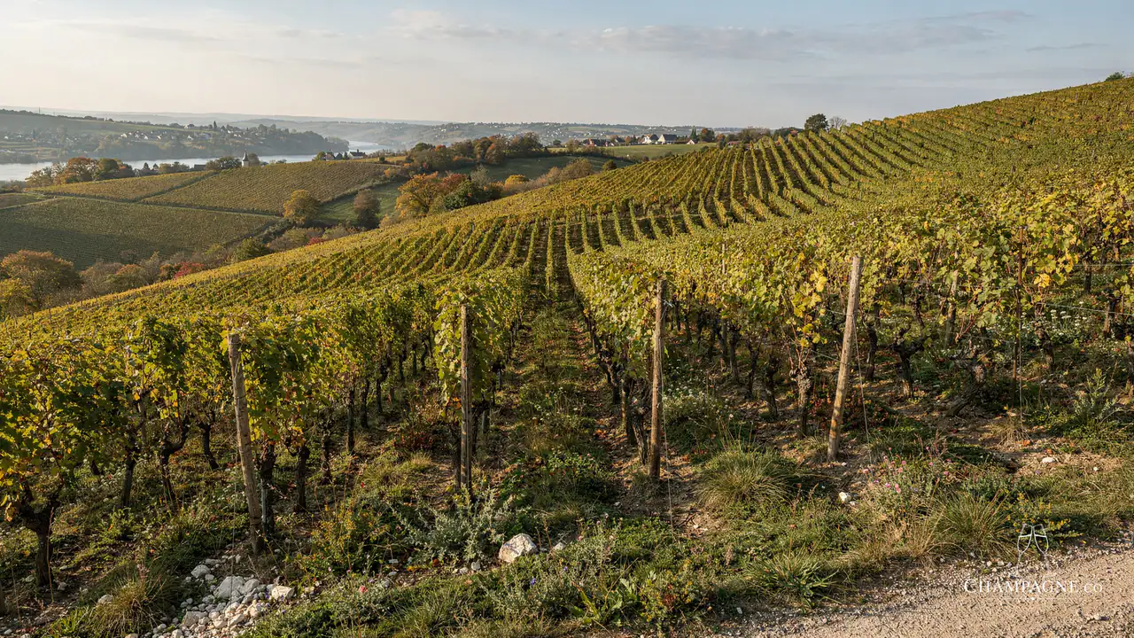 Famille Delouvin — Champagne producer profile image.