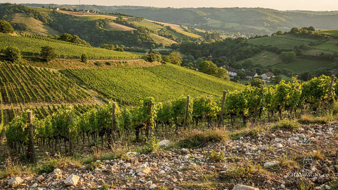 Ferdinand Bonnet — Champagne producer profile image.