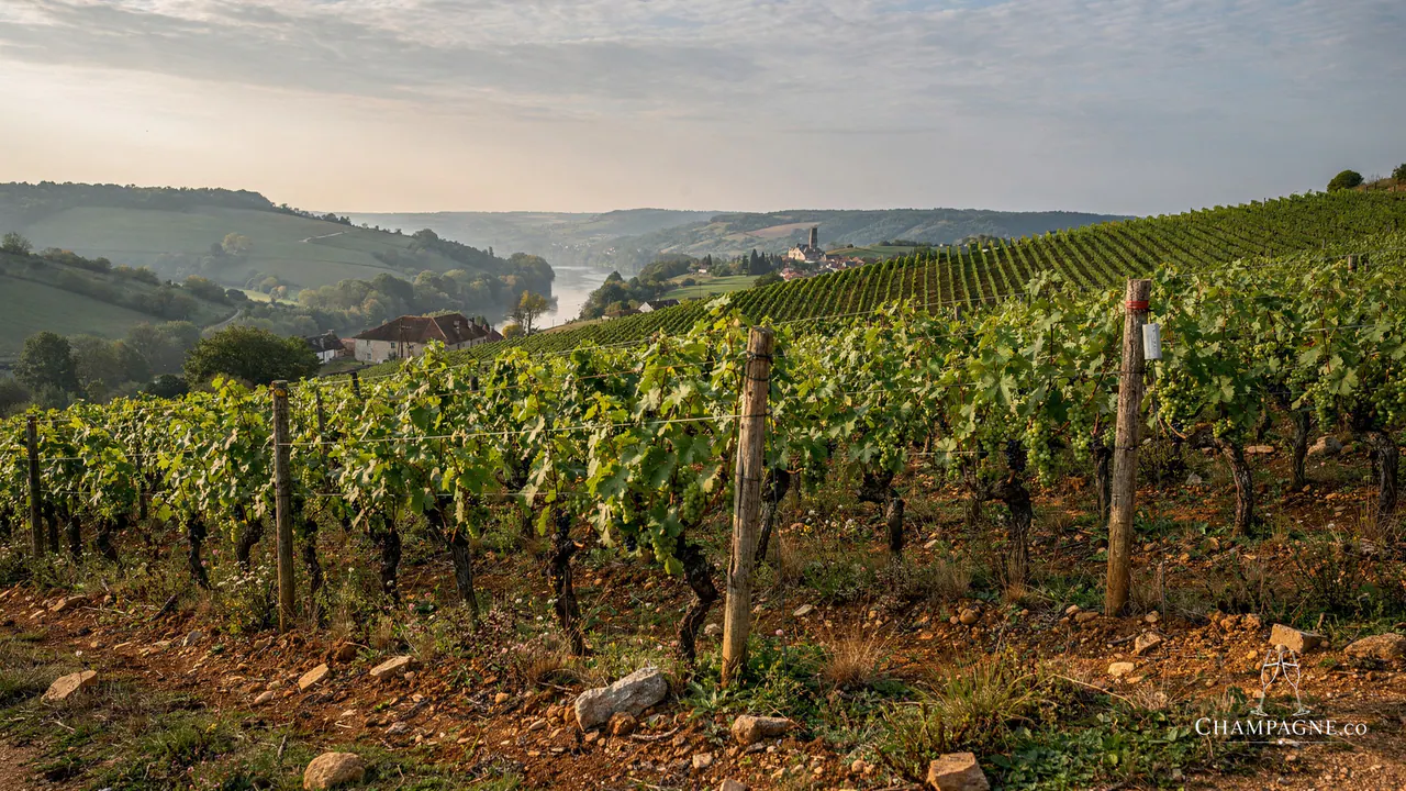Fluteau — Champagne producer profile image.