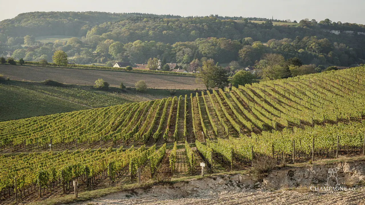 Forget-Chemin — Champagne producer profile image.