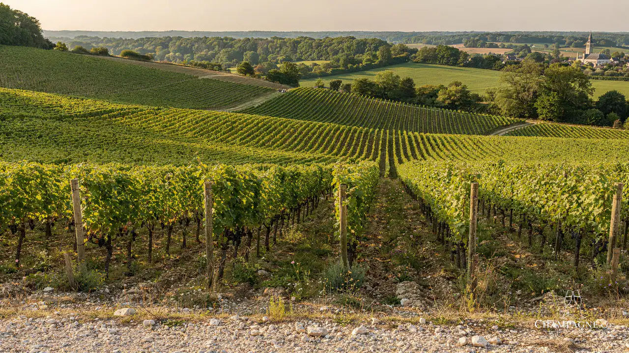 Francis Boulard et Fille — Champagne producer profile image.