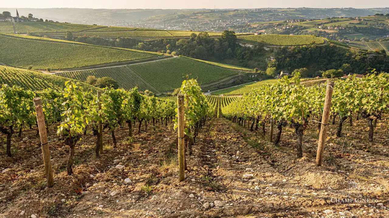 Franck Bonville — Champagne producer profile image.