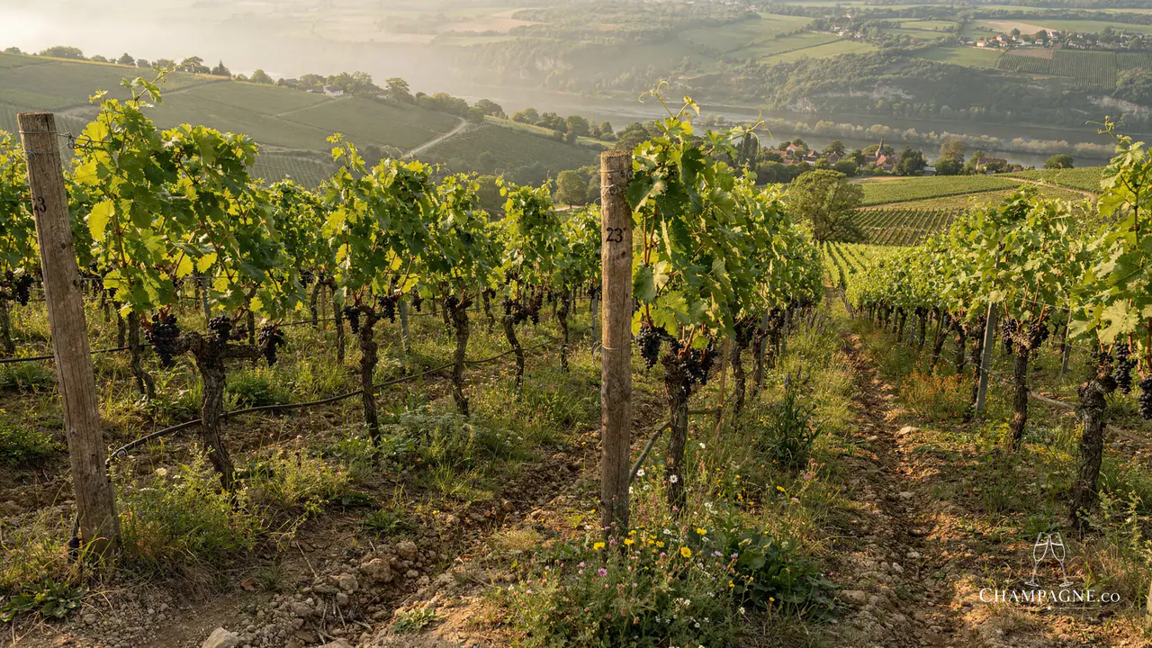Françoise Bedel — Champagne producer profile image.