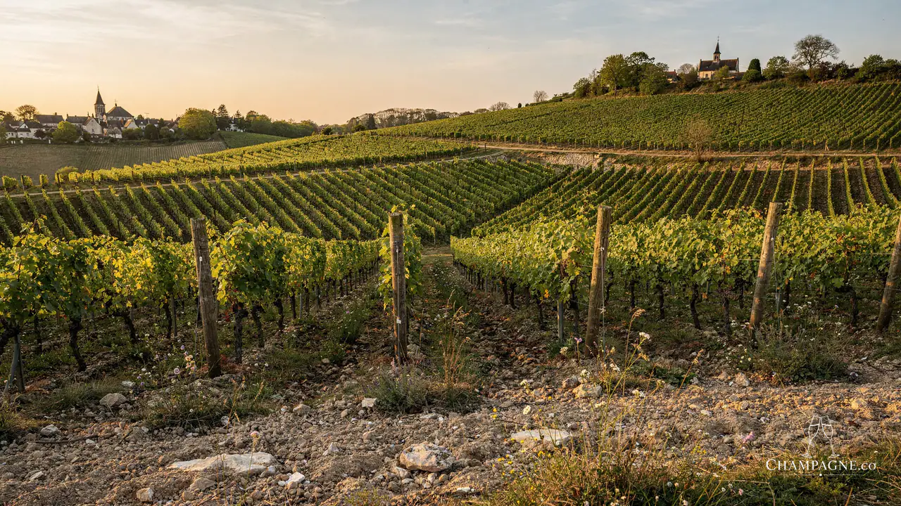 Frédéric Savart — Champagne producer profile image.